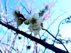 -上海滨江森林公园