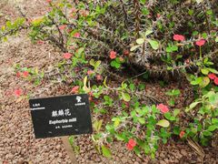 -深圳仙湖植物园