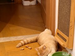 -欣宠猫屋·矮脚拿破仑·蓝金金渐层