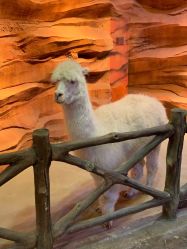 -酷嗒动物文化乐园(cutezoo西溪乐天城店)