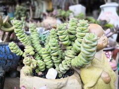 -桂林市花鸟市场