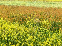 -中国天府农业博览园