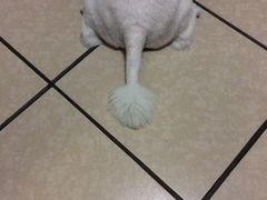 -北京观赏动物医院·24小时大型综合·猫专科·异宠专科