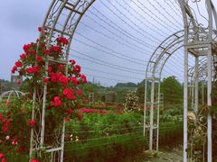 -都江堰玫瑰花溪谷