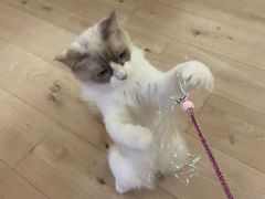 -Bastet sally猫舍购宠(静安店)