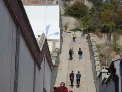 -塔尔寺-菩提树