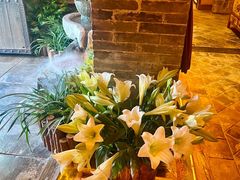 -叶叶菩提(太原别墅店)