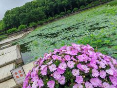 -上海鲜花港