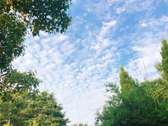 -合肥滨湖国家森林公园