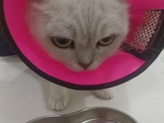 -福懋动物医院·犬猫全科·外科·重症科(杏林分院)