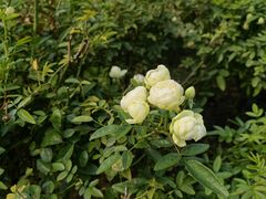 -国家植物园