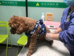 -半岛宠物医院24小时(科华中路店)