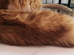 -喵园·猫主题咖啡厅·撸猫·猫咖(国贸店)