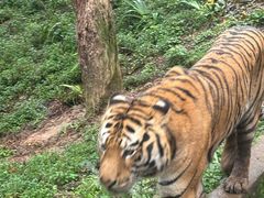 -中国大熊猫保护研究中心雅安碧峰峡基地