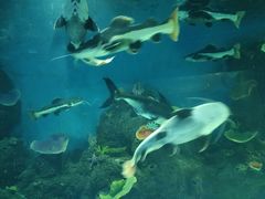 -石家庄海洋公园
