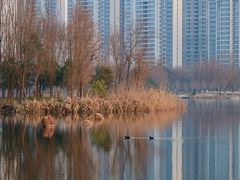 -洋湖国家湿地公园