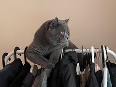 -纳吉亚猫专科动物诊疗中心(蒋宅口分院)