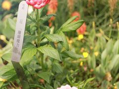-深圳市中科院仙湖植物园