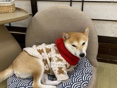 -逗柴咖啡屋·狗咖猫咖宠物桌游
