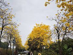 -长洲岛