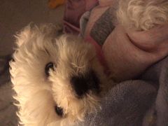 -翊宠yipet猫狗购宠庄园犬舍•猫舍