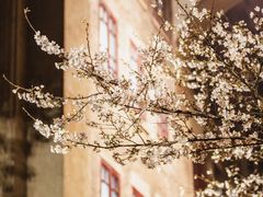 -武汉大学-樱园