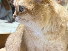 -藏猫猫咖啡主题馆(中央大道店)