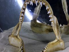 -烟台海昌鲸鲨海洋公园