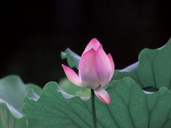 -荔湾湖公园