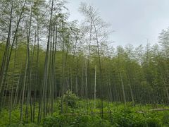 -东明山森林公园