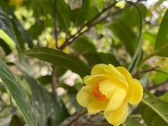 -南山植物园