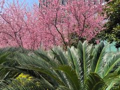 -COSTA COFFEE(上海虹口公园店)