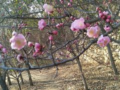 -泰山风景名胜区-普照寺