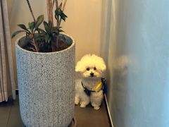 -上和臻品中国菜(花园街店)