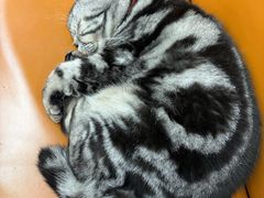 -疯狂烤翅(飘逸路店)