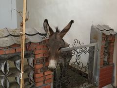 -小仙居·农家宴烤羊· 农庄