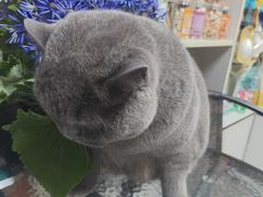 -八公叔叔宠物美容连锁(春申店)