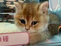-FAELING PETS美天灵宠物(合生汇店)