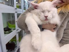 -青奢宠物·青奢猫舍