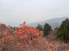 -八大处公园