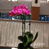 环境超好的小资粤菜馆