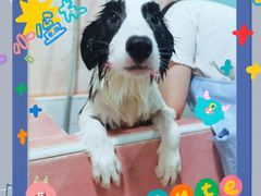 -宠匠·爱宠堡 PET CASTLE