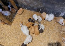 -酷嗒动物文化乐园(cutezoo西溪乐天城店)