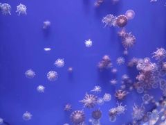 -海合安武汉极地海洋公园