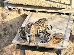 -石家庄市动物园