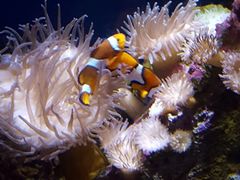 -悉尼海洋生物水族馆