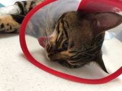 -瑞派天宁宠物医院·猫科·异宠中心