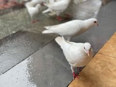 -王府井奥莱临潼小镇(临潼店)