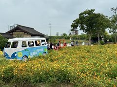 -杭州湾海上花田景区
