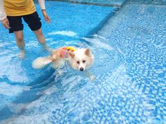 -汪说喵讲宠物乐园宠物酒店(红星美凯龙店)